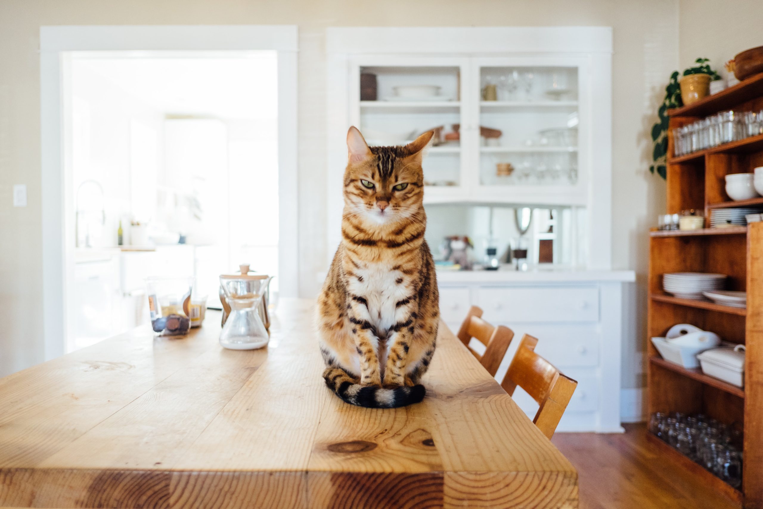 5 Cat Breeds For Apartments of Any Size Roomi